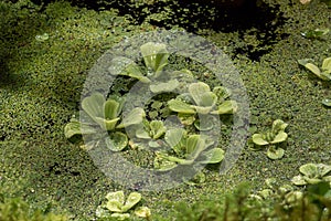 Green duckweed and water Lily leaves on the surface of a swamp in a rainforest greenhouse
