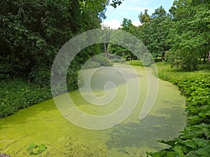 Green duckweed on the water