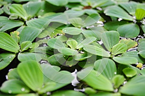 Green duckweeds on water