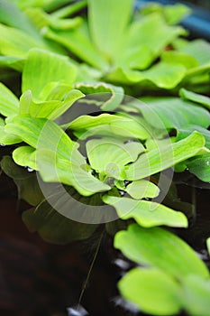 Green duckweeds on water