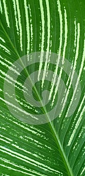 Green dumb cane leaf background