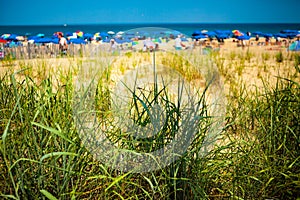 Green Dune Grass at Beach