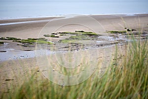 Green dune grass in beal beach