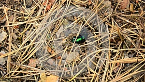 Green dung beetle crawls in forest