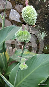 Green durian leaps photo