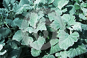Green Dusty Miller leaves background. White dusty miller leaves tree plant in the garden. (ASTERACEAE)