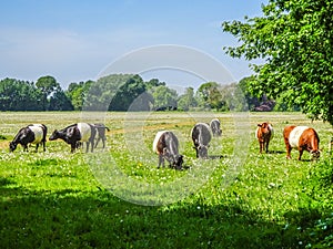 Green Dutch countryside with cows