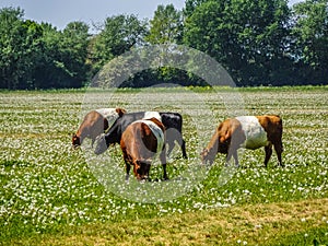 Green Dutch countryside with cows