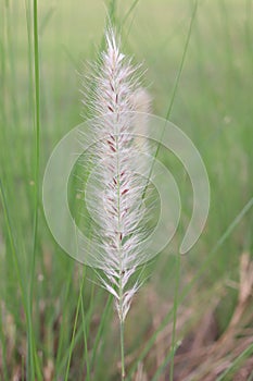 green dwarf foxtail grass flower