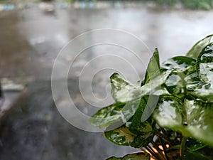 Green dwarf leaves at park with blurring rainy background