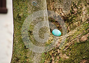 Blue-dyed Easter egg is hidden on a tree crook