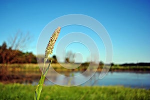 Green ear on background of forest and willows on the shore of the lake on the hills, blue sky, sunny spring day