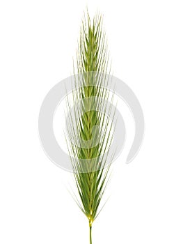 Green ear of Meadow Barley or False-rye Barley isolated on white. Hordeum secalinum