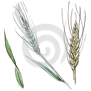 Green ear of wheat and blade of grass. Watercolor background illustration set. Isolated spica illustration element.