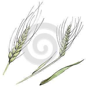 Green ear of wheat and blade of grass. Watercolor background illustration set. Isolated spica illustration element.