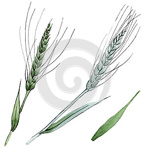 Green ear of wheat and blade of grass. Watercolor background illustration set. Isolated spica illustration element.