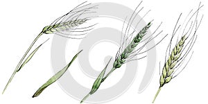 Green ear of wheat and blade of grass. Watercolor background illustration set. Isolated spica illustration element.