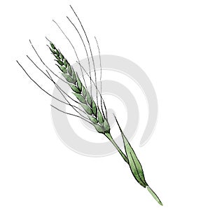 Green ear of wheat. Watercolor background illustration set. Isolated wheat illustration element.