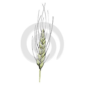 Green ear of wheat. Watercolor background illustration set. Isolated wheat illustration element.