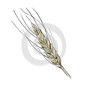 Green ear of wheat. Watercolor background illustration set. Isolated wheat illustration element.