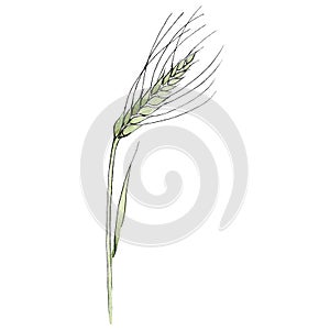 Green ear of wheat. Watercolor background illustration set. Isolated wheat illustration element.