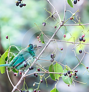 Green-eared Barbet Bird Close up