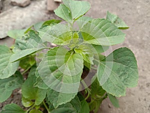 a green earring tree growing wild