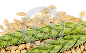 Green Ears and Barley Grains Close-Up