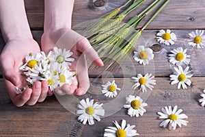 Green ears of barley and in the hands of a girl daisy flowers