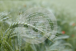 Green ears of barley with water drops after rain close up at agricultural field.