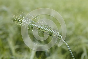 Green ears of barley with water drops after rain close up at agricultural field.