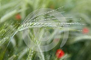 Green ears of barley with water drops after rain close up at agricultural field.