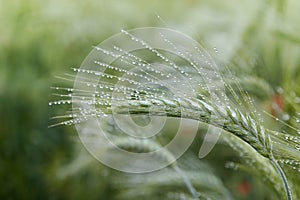 Green ears of barley with water drops after rain close up at agricultural field.