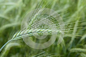 Green ears of barley with water drops after rain close up at agricultural field.