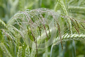 Green ears of barley with water drops after rain close up at agricultural field.