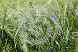 Green ears of barley with water drops after rain close up at agricultural field.