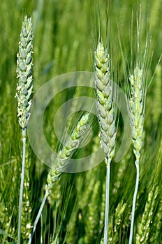 The green ears of cereal crops in the field