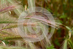 Green ears of cereals