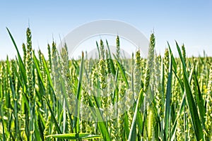 Green ears of corn in the field during spring