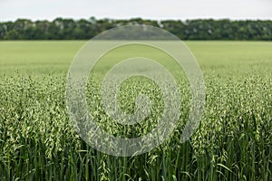 Green ears of oats on the field