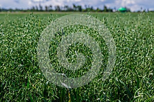 Green ears of oats on the field