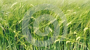 green ears of rye sway in wind in sunset rays, beautiful summer landscape, concept of rich harvest of bread, food crisis, grain