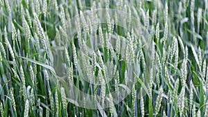 Green ears stood out against blurred wheat field