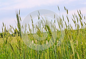 Green ears of wheat