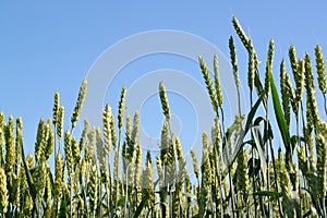 Green ears of wheat against the blue sky