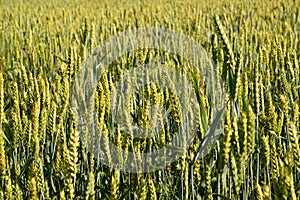 Green ears of wheat, background