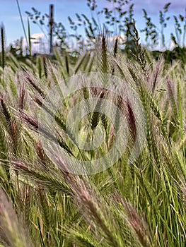 Green ears of wheat in a close-up in a field. In the background there is a pink evening sunset and a European village