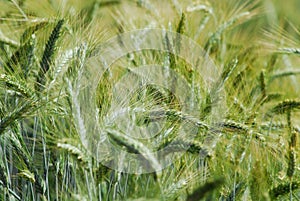 Green ears of wheat closeup