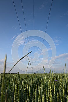 Green ears of wheat in a field against a blue sky background with white clouds