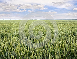 Green ears of wheat on the field in ripening period in summer on background cloudy sky